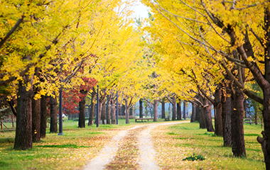 Tree of Bupyeong-gu Ginkgo Trees