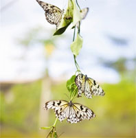 Photos of Incheon Butterfly Park in Bupyeong Forest