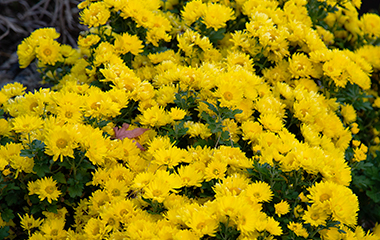 Flowers of Bupyeong-gu: Mum (or chrysanthemum)